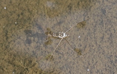 Limnogonus fossarum