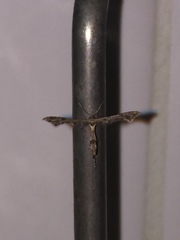 Lantanophaga pusillidactylus