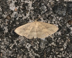 Cerynea punctilinealis