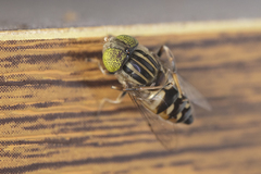 Eristalinus obliquus