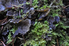 Stereodon subimponens