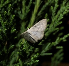 Idaea ptyonopoda