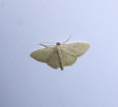 Idaea ptyonopoda