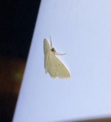 Idaea ptyonopoda