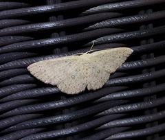 Perixera punctata