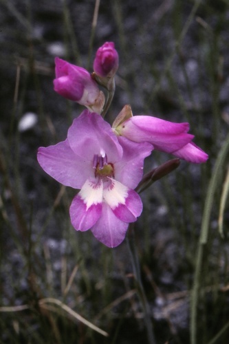 Gladiolus juncifolius image