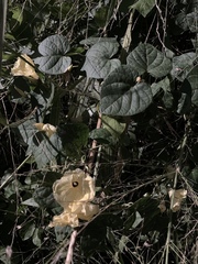 Ipomoea ochracea