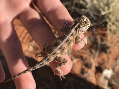 Agama aculeata