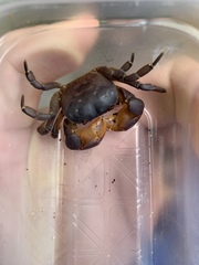 Cyclograpsus henshawi
