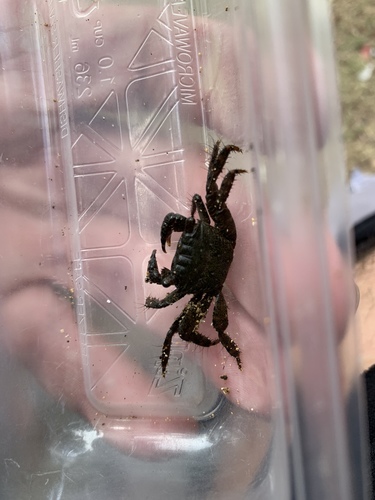 Metopograpsus thukuhar