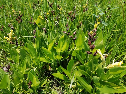 Bandanna of the Everglades (Canna flaccida)