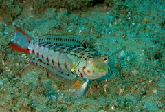 Parapercis punctulata