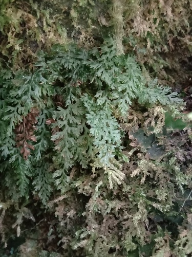 Vandenboschia kalamocarpa iNat (1)
