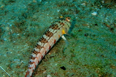 Parapercis punctulata