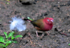 Lagonosticta senegala rendalli