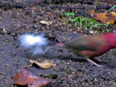 Lagonosticta senegala rendalli