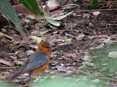 Cossypha natalensis natalensis