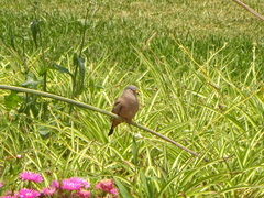 Columbina cruziana