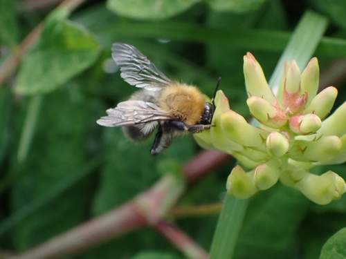 Common carder bee