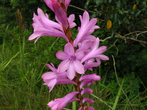 Image of Watsonia densiflora by no rights reserved