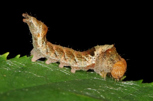 Tufted Thyatirine Moth