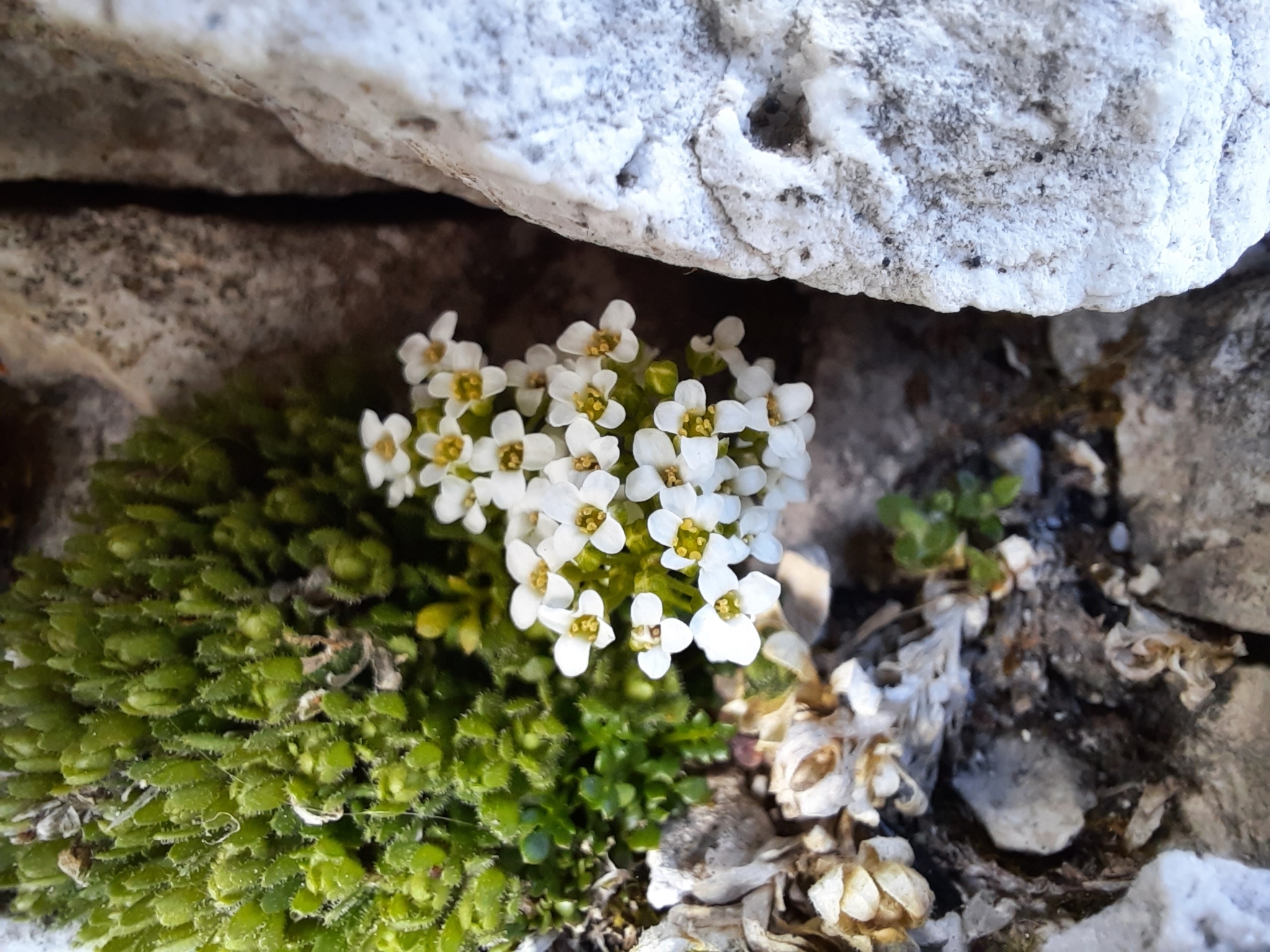 Saxifraga facchinii