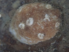 Crepidula nummaria