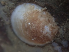 Crepidula nummaria