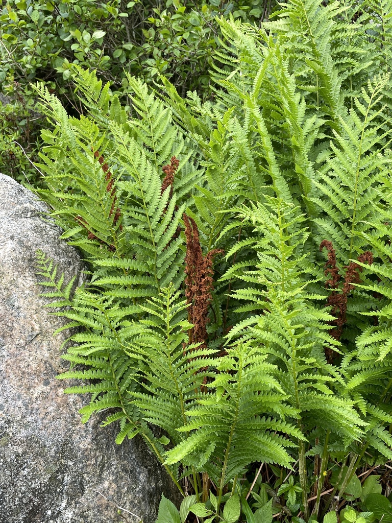 cinnamon fern from Kelly Point Dr, Halifax, NS, CA on June 29, 2023 at ...