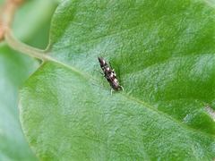 Zapyrastra calliphana