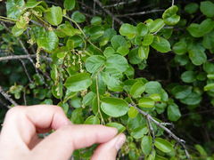 Zapyrastra calliphana