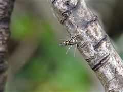 Zapyrastra calliphana