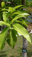 Magnolia denudata