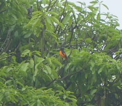 Pericrocotus flammeus