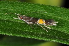 Cosmopterix