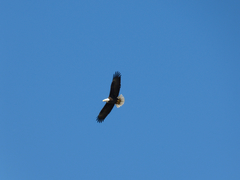 Haliaeetus leucocephalus