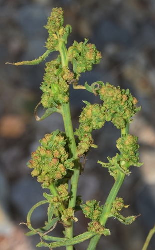 skeletonweed gall mite