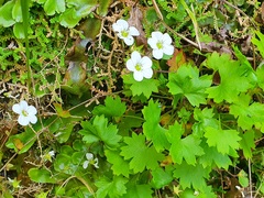 Saxifraga maderensis image