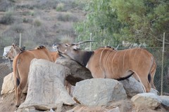 Tragelaphus derbianus gigas