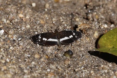 Castilia