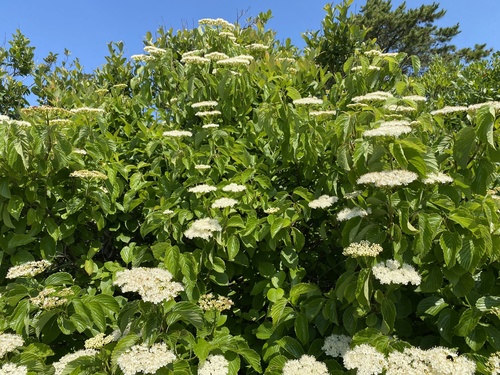 Viburnum venosum