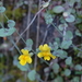 Shield-bracted Monkeyflower - Photo (c) 2006 Dean Wm. Taylor, Ph.D., some rights reserved (CC BY-NC-SA)