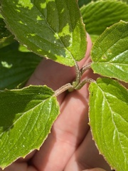 Viburnum venosum, photograph David LaMagna, CC BY, iNaturalist via GBIF