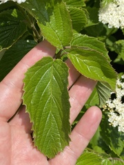 Viburnum venosum, photograph David LaMagna, CC BY, iNaturalist via GBIF