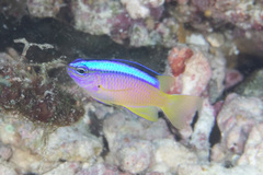 Chrysiptera caeruleolineata