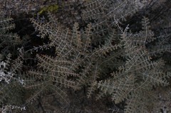 Pellaea mucronata mucronata