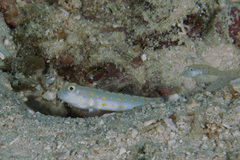 Valenciennea puellaris