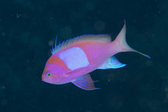 Pseudanthias pleurotaenia