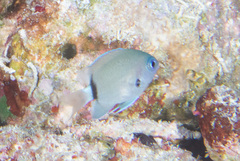 Pycnochromis delta