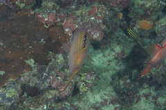 Neoniphon opercularis